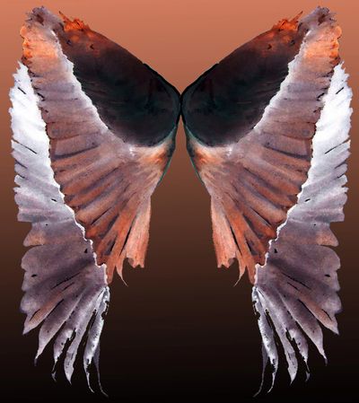 Heron wings digitally maneuvered, gradated background