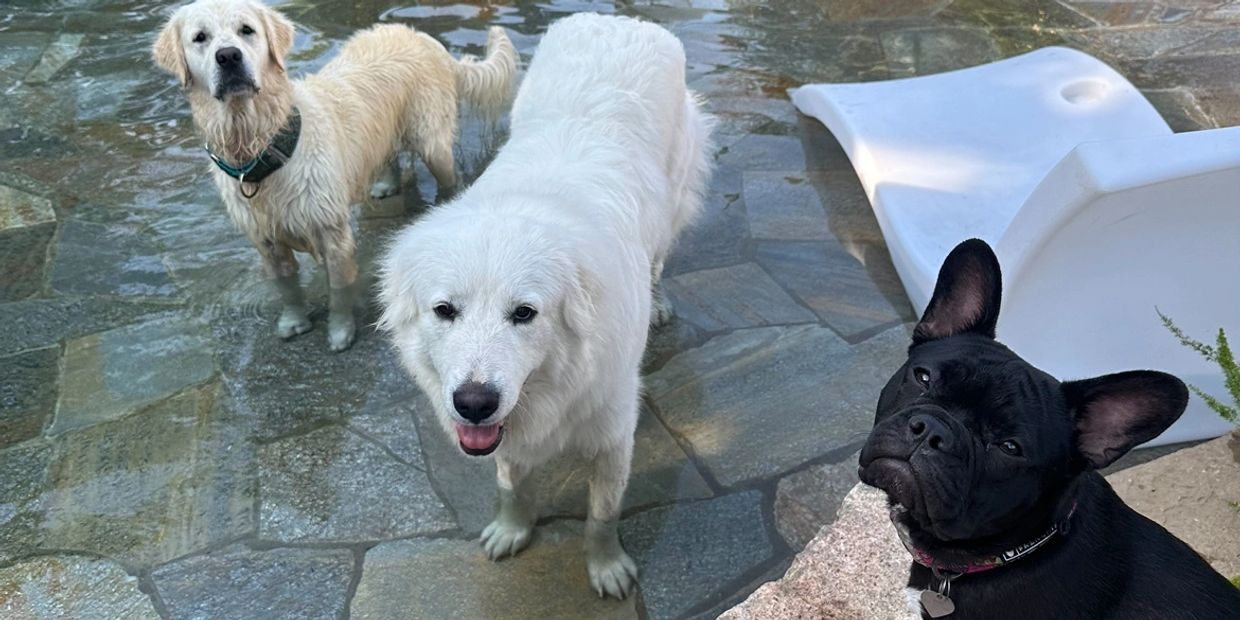 Three dogs near a pool, two in water and one on the side.