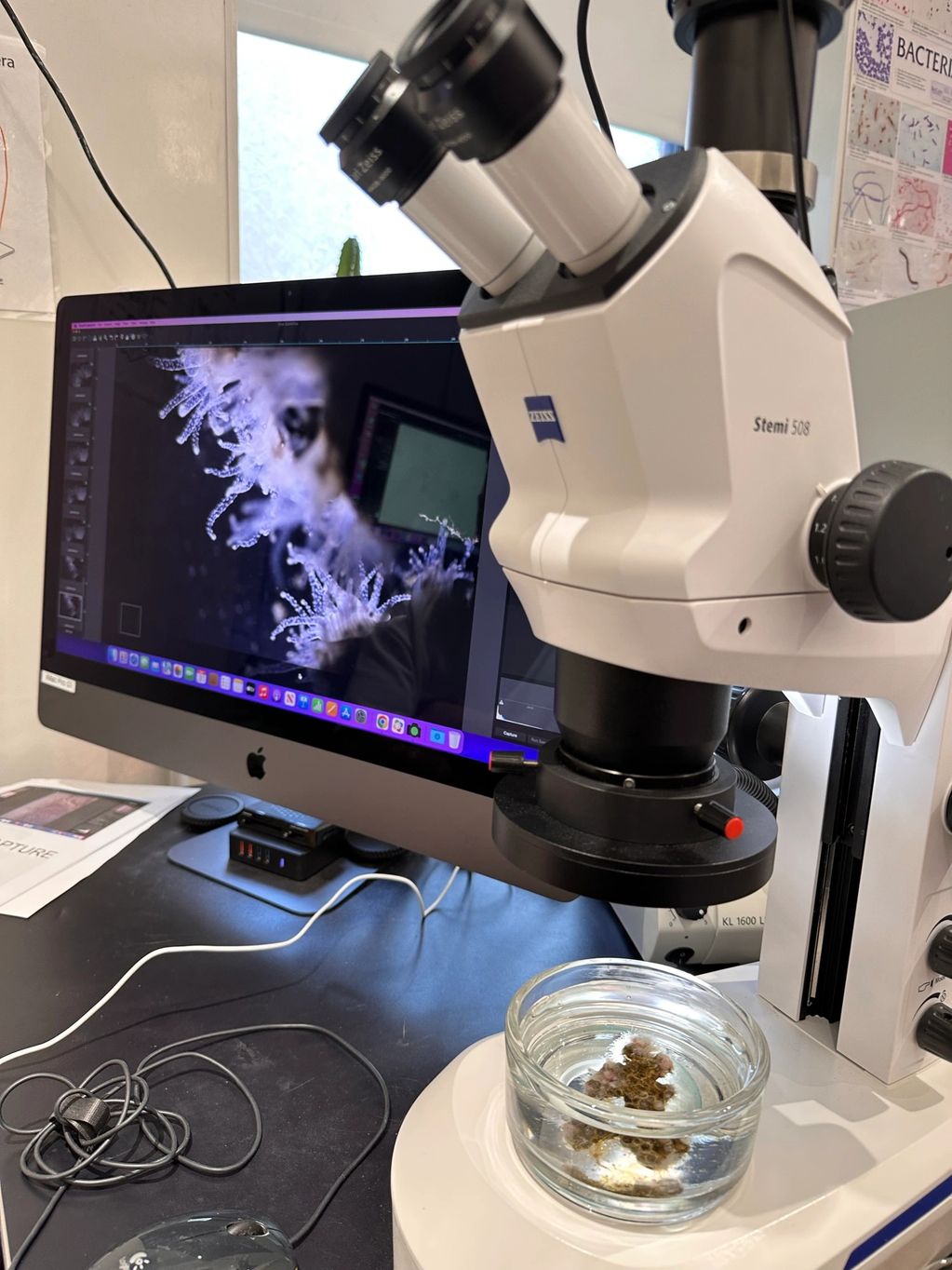 Imaging North Star Coral