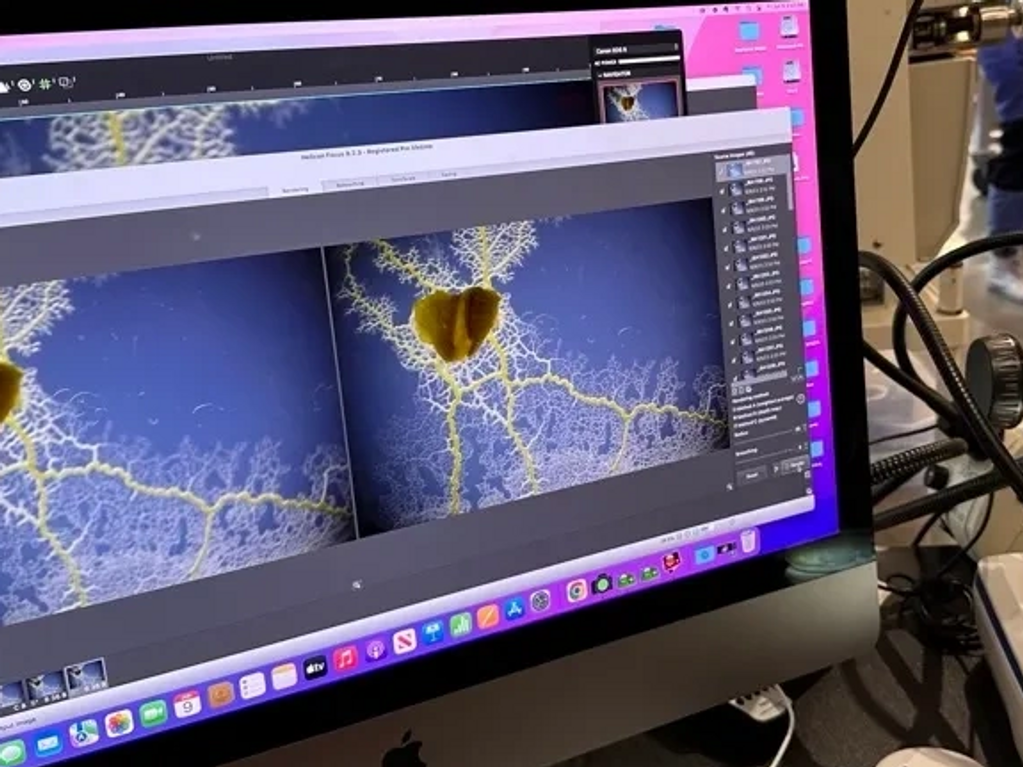 slime mold being processed as a stacked image.