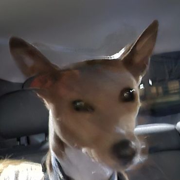 Close-up of a dog with large ears wearing a harness inside a car.