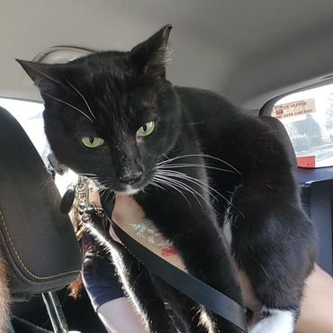 Black and white cat with green eyes sitting in a car.