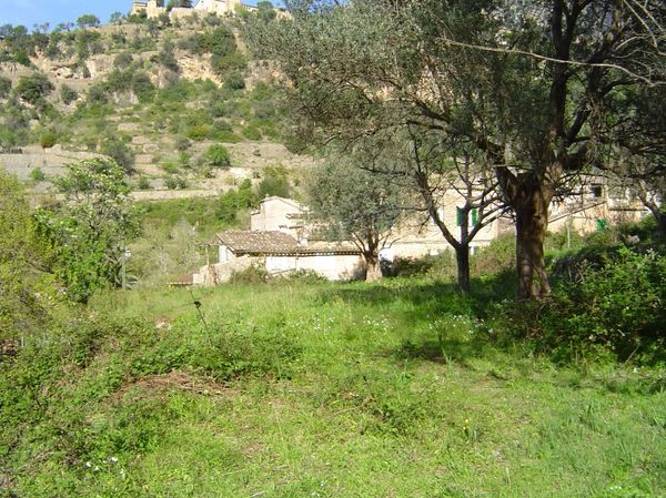 Green field with trees and a hill in the background.