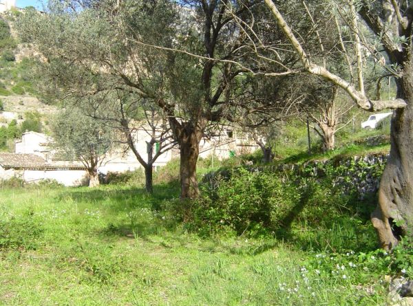 Green field with trees and plants under sunlight.