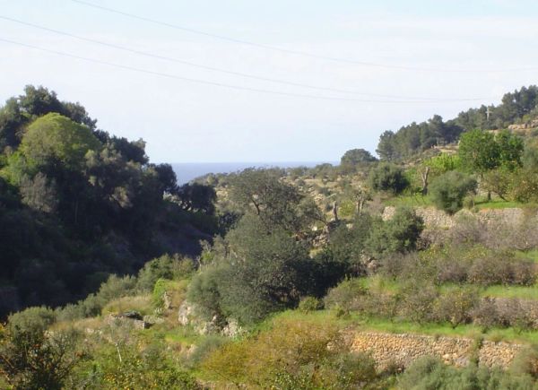 Lush green hillside with trees and a distant view of the sea.