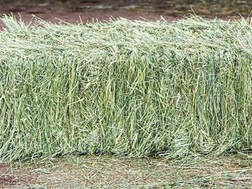 premium bermuda grass hay