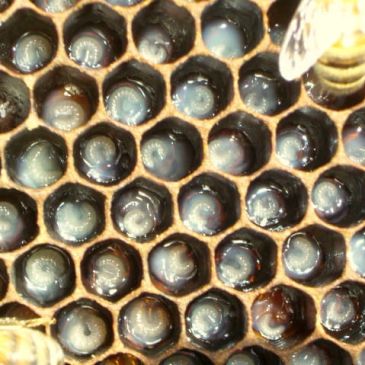 Close-up of bee larvae developing in honeycomb cells, with a bee nearby.