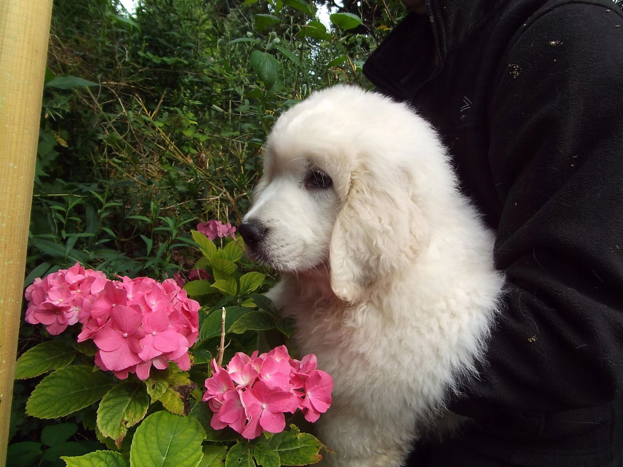 A puppy in front of flowers