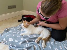 Laser and physio for cats