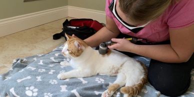 Vet examining an orange and white cat.