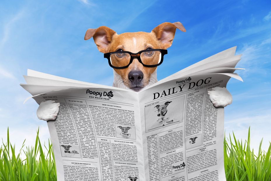 Jack russell reading newspaper on Poopy Doo Dog Waste Pros.  Dog Poop Removal.  Pet Waste Clean Up.