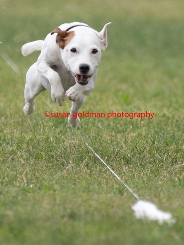 Energetic white dog with brown patch running joyfully on grass.