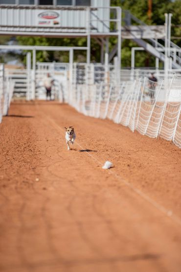 A dog racing on a dirt track chasing a lure.