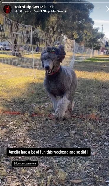 A joyful poodle running in a fenced outdoor area on a sunny day.