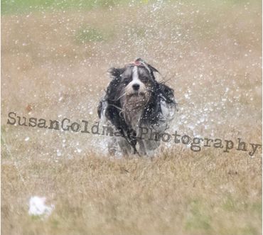 A dog joyfully running through water droplets in a grassy field.