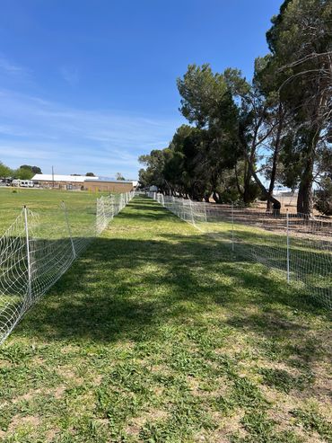 A grassy pathway lined with mesh fences under a clear blue sky.