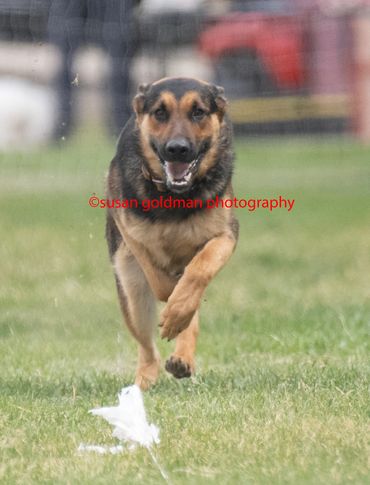 German Shepherd happily running on grass.