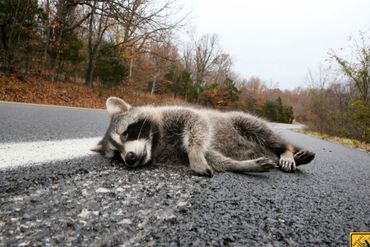 Raccoon in Arkansas