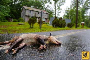 Opossum in Connecticut