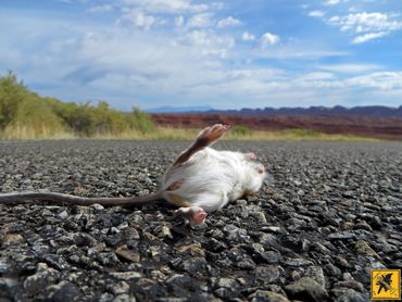 Kangaroo Mouse in Utah