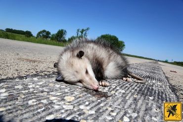 Opossum in Minnesota