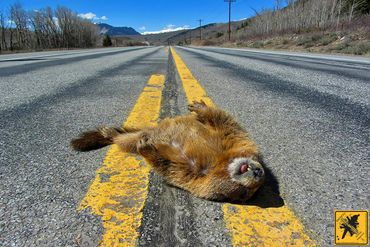 Yellow Bellied Marmot in Colorado