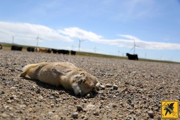 Prairie Dog in Wyoming