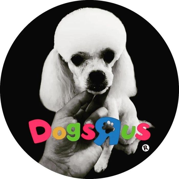 A cute white poodle held by a hand with colorful DogsRUs text.