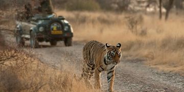 A tiger walking on a dirt path during a safari with people watching from a jeep.