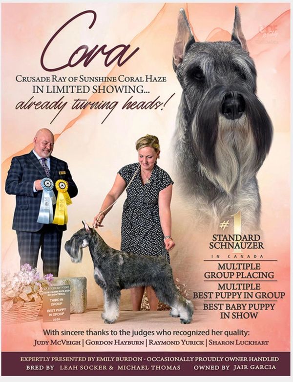 Standard Schnauzer named Cora wins multiple awards at a dog show.