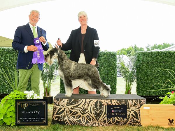 A standard schnauzer wins Best in Show at a dog competition.
