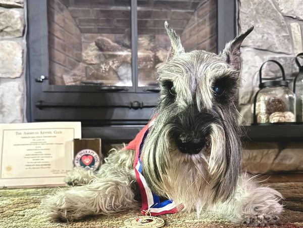 A schnauzer dog with a medal and certificate, posing proudly indoors.