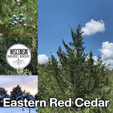 Eastern Red Cedar