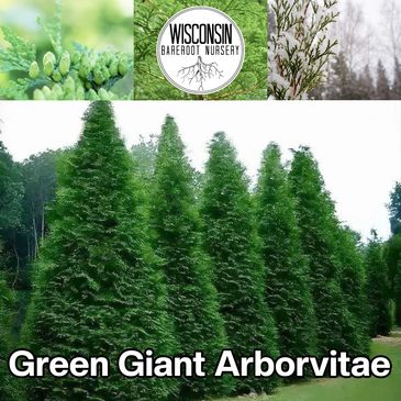 Green Giant Arborvitae