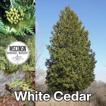 White Cedar