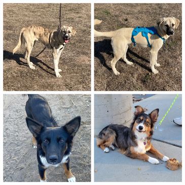 Tigger, Ellie, Pip, Callie