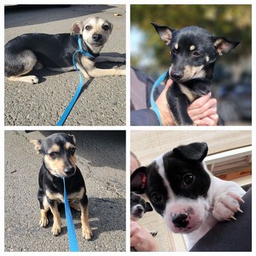 Max, Brownie, Coco, Nutmeg