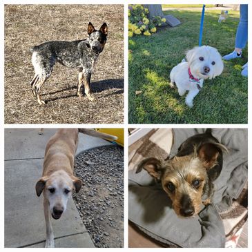 Eli, Shasta, Miso, Millie