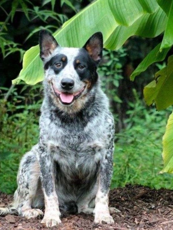 Charlotte AKC Cattle dogs, blue heeler, creek view cattle dogs, North Carolina Australian Cattle Dog