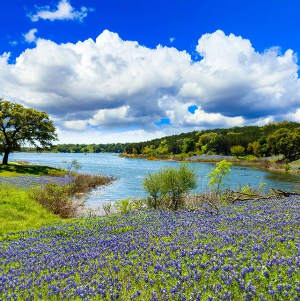 A vibrant lakeside scene with bluebonnets, trees, and a bright blue sky with fluffy clouds.