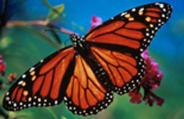 Monarch Butterflies