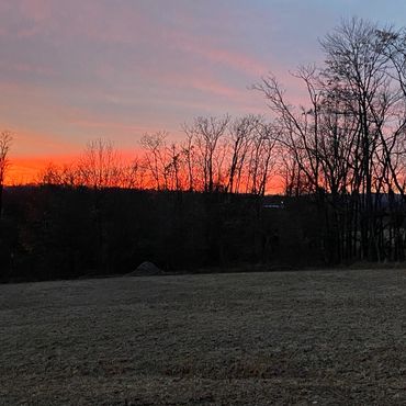 A vivid sunset behind bare trees in a quiet field.