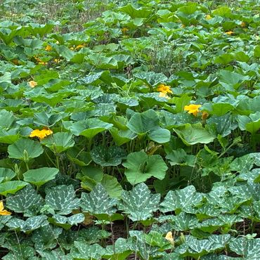 Lush green pumpkin patch with scattered yellow blossoms.