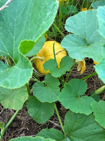 A yellow pumpkin growing among large green leaves on the ground.