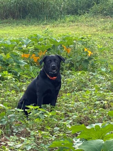 Black dog sitting in a green field with yellow flowers.