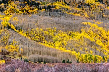 "Golden aspen somewhere between Brekenridge and Durango, Colorado"