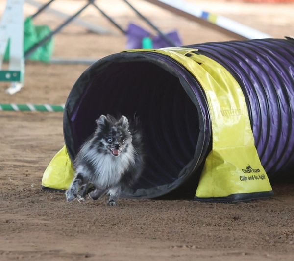 A happy dog runs out of an agility tunnel on dirt ground.