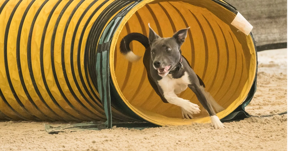 A dog excitedly runs out of a yellow agility tunnel on sandy ground.