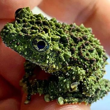 Red-eared sliders, Sulcata  & Russian tortoises,  Box turtles,Pacman frogs ,Tree frogs, Dart frogs