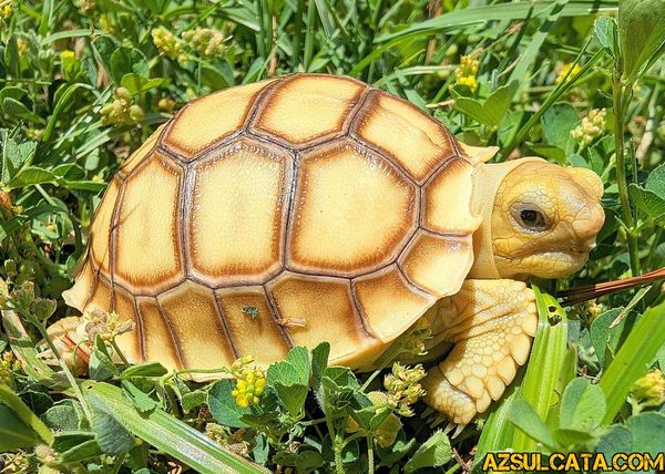 Close-up of a yellow tortoise in green grass.